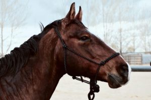 7 maneiras de como um cavalo pode machucá-lo