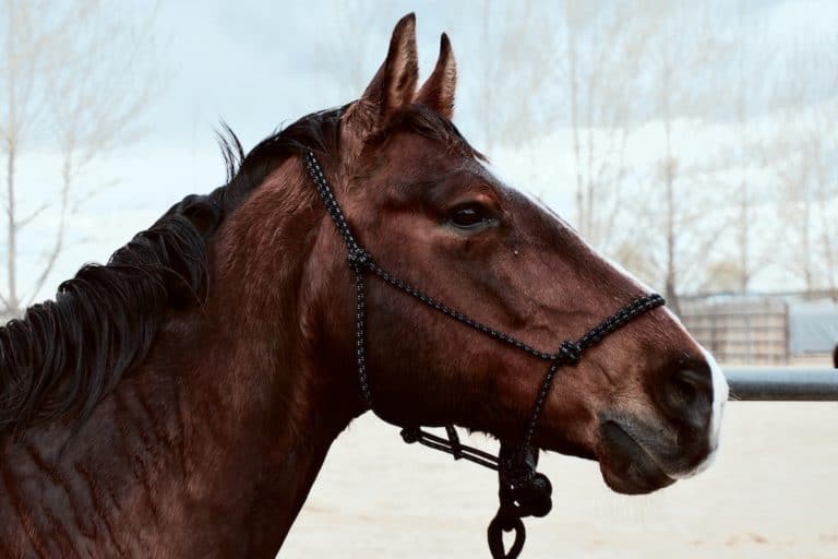 7 maneiras de como um cavalo pode machucá-lo Seja cuidadoso! Montar e manejar cavalos pode tornar-se algo perigoso se você não estiver atento