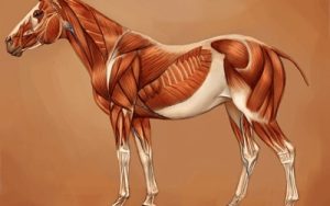 Biomecânica Equina para entender a ‘manqueira’