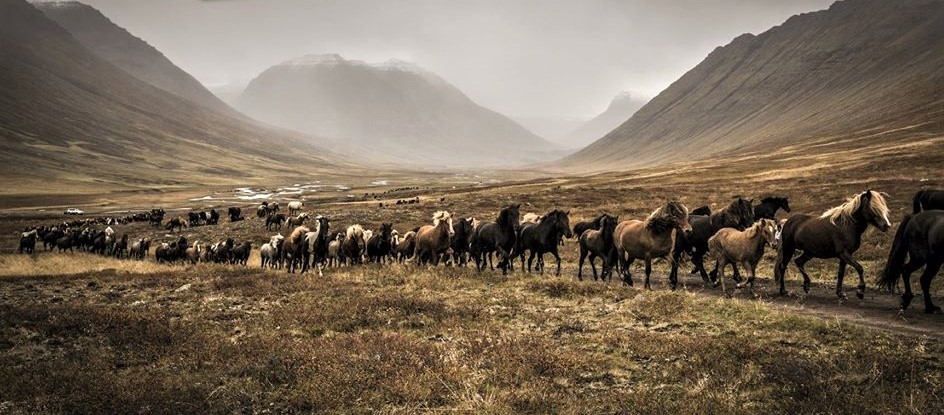 Cavalgadas e Tradições Equestres com Cavalos Marchadores Paulo Junqueira fala em sua coluna da semana da cavalgadas e das tradições equestres com cavalos marchadores na Islândia