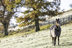 Cuidados com os cavalos durante o inverno