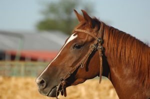 I Jornada Internacional de Bem-Estar Animal teve início nesta quarta-feira