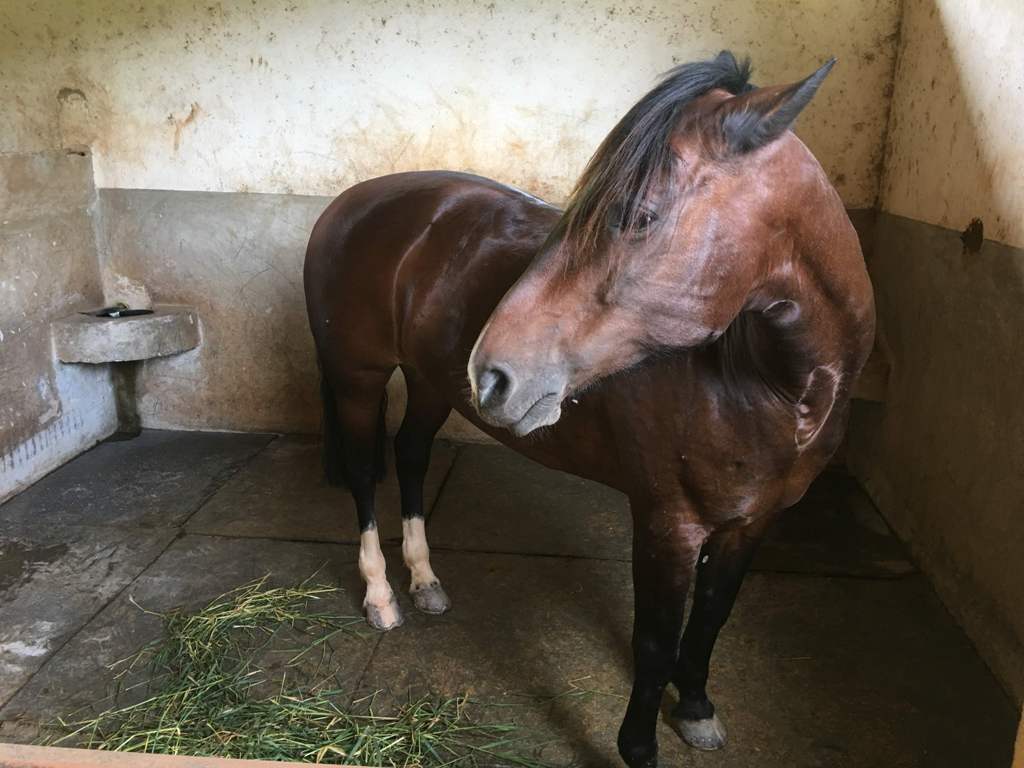 Inovação nas baias, camas de borracha salva cavalos de pequeno proprietário goiano Camas de borracha melhoram a vida de e a saúde de cavalos