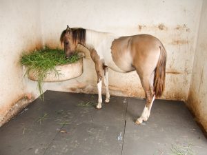 Inovação nas baias: camas de borracha salva cavalos de pequeno proprietário goiano