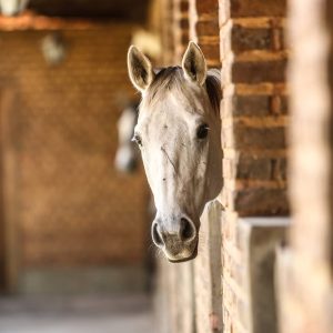 ABCCMM aponta crescimento da raça mesmo durante a quarentena