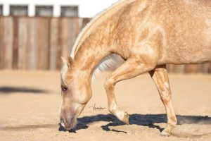 Metallic Catalyst reafirma no Brasil a genética de Metallic Cat Chegou ao Brasil em dezembro de 2019, de propriedade do Rancho Siq, está alojado em Avaré