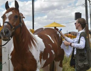 Micheline Carvalho atua com bem-estar animal no esporte equestre