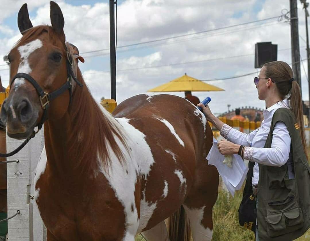 Micheline Carvalho atua com bem-estar animal no esporte equestre Formada em Zootecnia, ela é uma das mulheres que trabalham zelando pelos cuidados com cavalos e bois no esporte