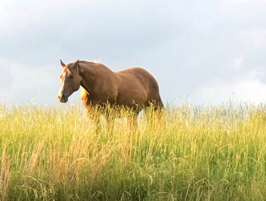 O seguro de equinos é uma forma de proteger um precioso bem As companhias seguradoras e as respectivas corretoras estão cada vez mais especializadas e quem ganha é o proprietário e criador de cavalos