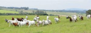 Top Marchador: Patriarcas e Genearcas ‘As Fazendas Pilares’