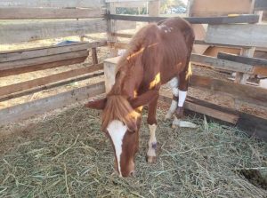 Potrinha Jade se recupera com ajuda e muita solidariedade