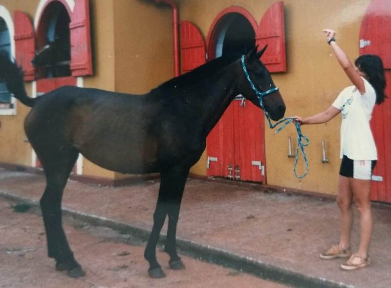 Susana Reinhardt fala da importância do cavalo em sua vida Zootecnista , Superintendente da ABCCBretão, Técnica de registro e juíza das raças Bretão e Percheron