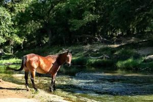 Ty Murray cria curral de cavalos de rodeio aposentados