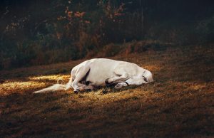 Bambeira equina: saiba o que é e como tratar a doença