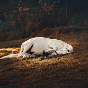 Bambeira equina: saiba o que é e como tratar a doença