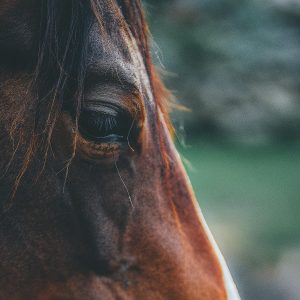 Raiva em equinos: o que você precisa saber?