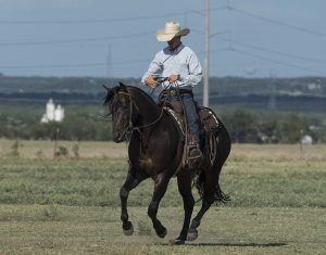 Dicas para quem quer ser um treinador de cavalos de excelência