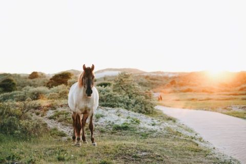 Como na cultura indígena, o cavalo pode ser seu espírito animal