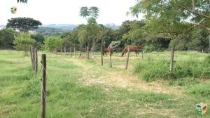 TV UC – Cerca elétrica x outras cercas para cavalo