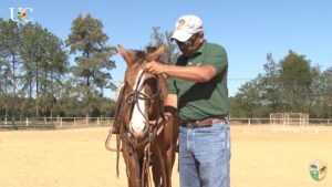 TV UC – A sensibilidade do cavalo no chão