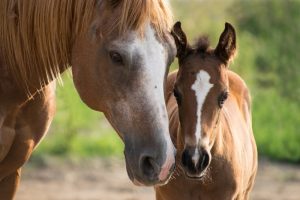 A arte de criar cavalos: uma atividade especial