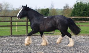 Raça de cavalo de tração Shire impressiona pela beleza