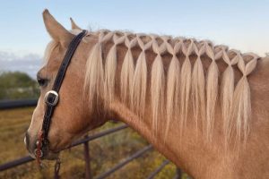 Arrisque-se nesse passo a passo de penteado para cavalo