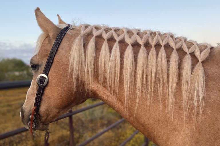 Arrisque-se nesse passo a passo de penteado para cavalo e faça do seu amigo de quatro patas o mais cobiçado do rodeio com este estilo simples, mas lindo