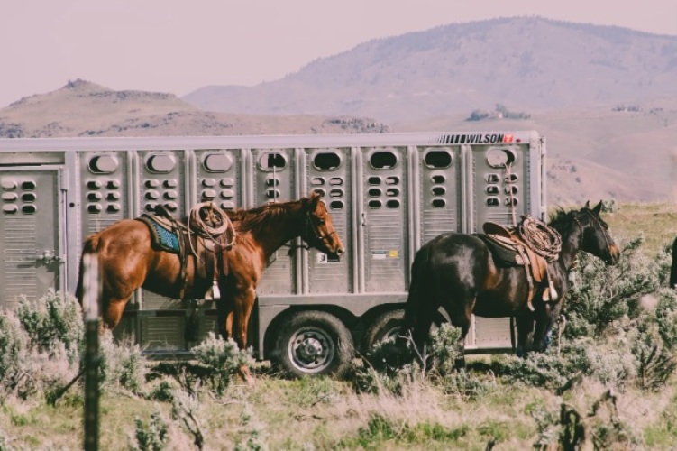 Entre tantos fatores de cuidados com os cavalos, o Bem-Estar Animal durante o transporte é essencial, hoje em dia, mais do que nunca