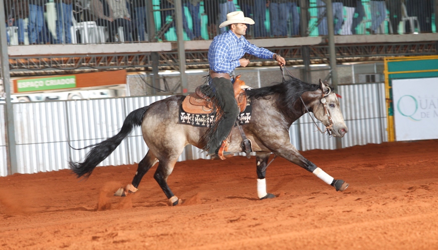 Cavalo Quarto de Milha se mantém aquecido e tem animal, com linhagem de Rédeas, vendido no final de semana por R$ 1.980.000,00