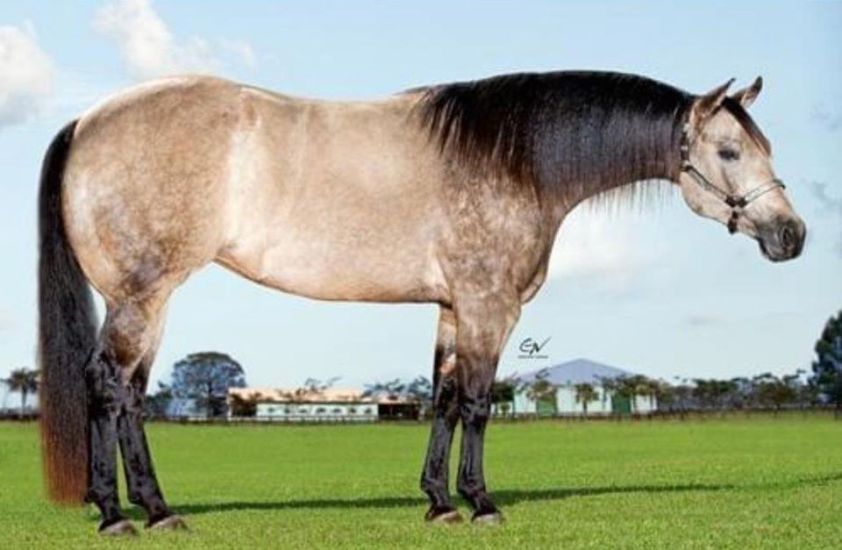 O animal, que tem linhagem de Rédeas, foi vendido no final de semana durante o 2° Leilão Online Úbere Ranch. Cavalo Quarto de Milha se mantem aquecido