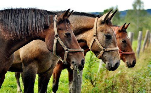 Cultura equestre é assunto do seminário online “Viver de Cavalos”