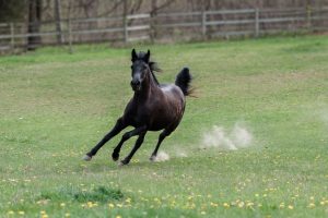 Para quê ter um cavalo?