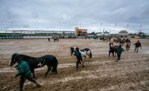 1ª Prévia Morfológica pré-seleciona 103 animais em Esteio