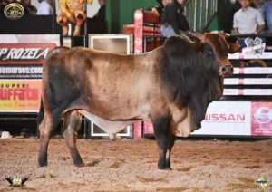 A edição 2020 do Rio Preto Country Bulls terá edição especial, em formato inédito junto com a Ekip Rozeta e ainda volta do touro Bipolar