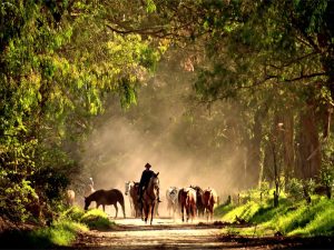 Roteiros de Charme a Cavalo: as cavalgadas mais luxuosas do mundo – Parte 3