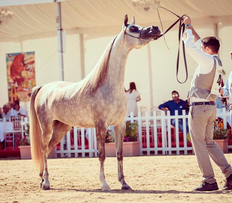 Criação nacional do cavalo Árabe é destaque em competição na França