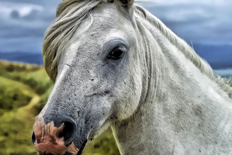 Antes de mais nada, vale dizer que o cavalo tordilho é um dos mais procurados por sua beleza exótica em torno da sua cor