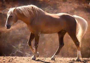 Sutter é um cavalo selvagem premiado