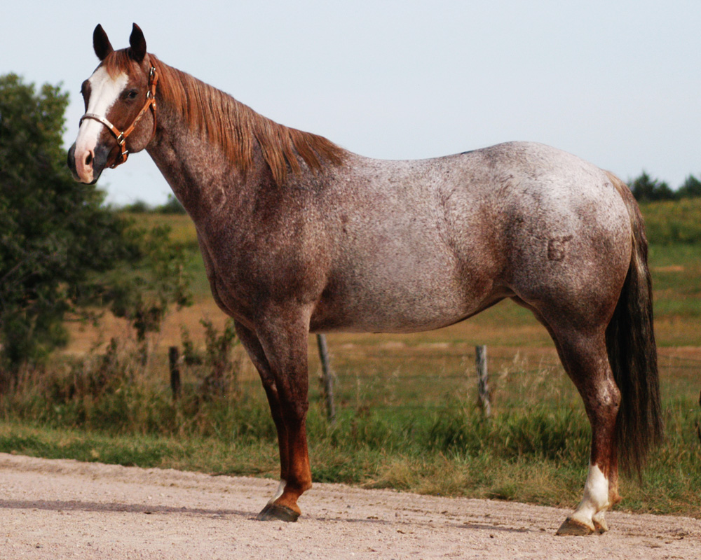 Algumas pessoas com um cavalo à venda nem sempre planejam ou sabem quais os pontos cruciais para que seu animal saia bem nas fotos do anúncio