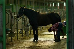 UC promove seminário online com a temática “Viver de Cavalos”