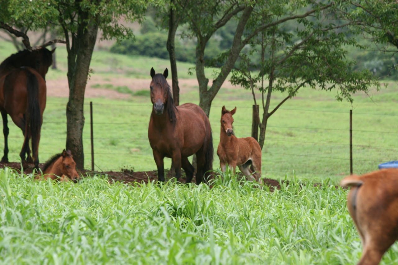 Leptospirose prejudica o bem-estar dos cavalos e gera prejuízo para criadores