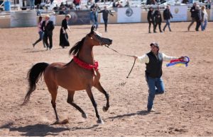 Zezé Rodrigues abre o jogo e conta os segredos dos quase 40 anos de dedicação ao cavalo Árabe