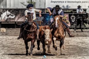 Classificatória ao Freio de Ouro seleciona mais 12 exemplares à final