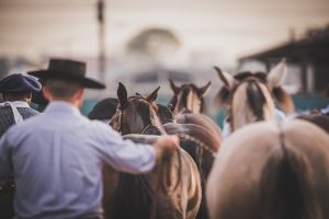 Prévia Morfológica do cavalo Crioulo retoma seletiva após quarentena