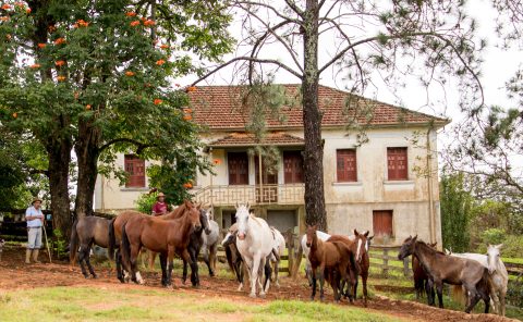 Top Marchador: conheça a história da Fazenda Morro Grande da Zizica