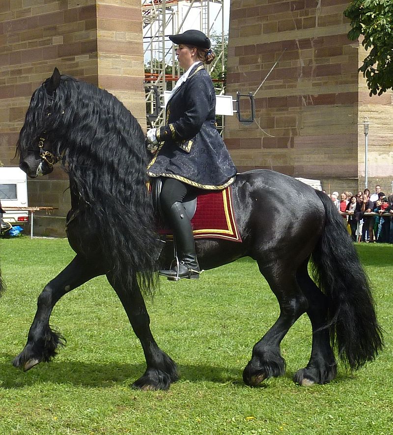 O cavalo Frísio tem como destaque sua pelagem negra. Raça é originária da Frísia, uma província dos Países Baixos, conhecidos como Holanda