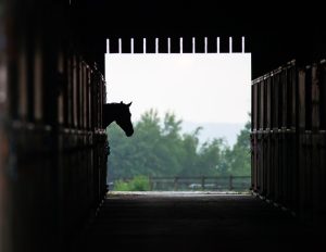 Nível de poeira dentro da cocheira onde ficam os cavalos