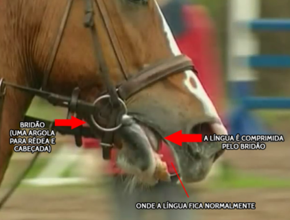 A afirmação de que embocaduras não causam dor nem medo no seu cavalo não é verdadeira e quem fala sobre o assunto é a colunista Claudia Ono