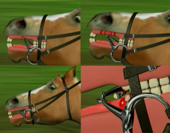 A afirmação de que embocaduras não causam dor nem medo no seu cavalo não é verdadeira e quem fala sobre o assunto é a colunista Claudia Ono